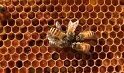Beekeeping Courses | Beekeeping Suppliers | HoneyBee School and Supply